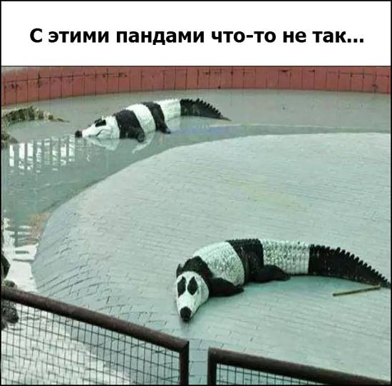 Мохнатые беспредельщики