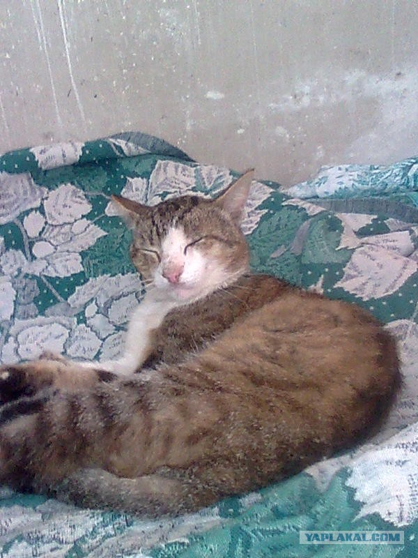 Котовторник 26.07 2016