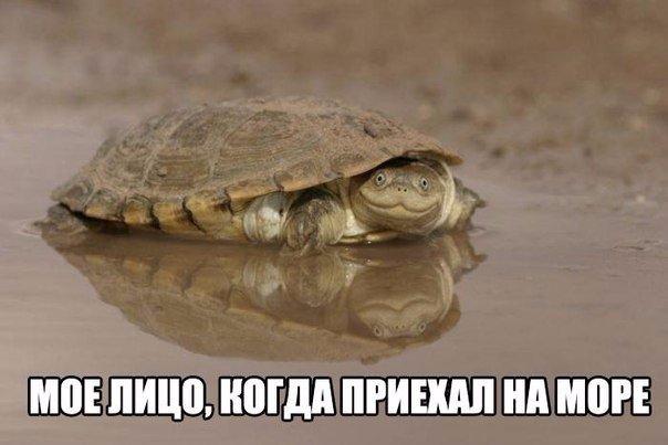 Прикольные животные