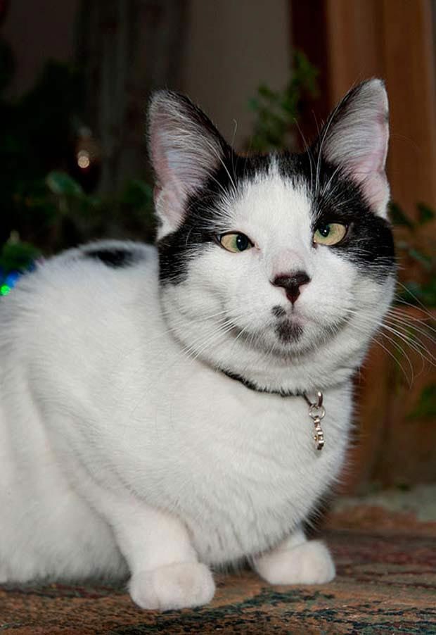 Косоглазые котики