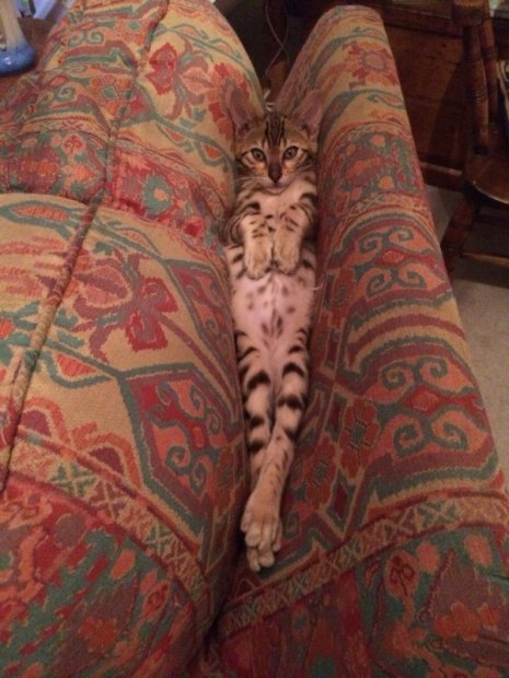 Коты из сети