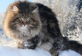 Мой сибирский кот
