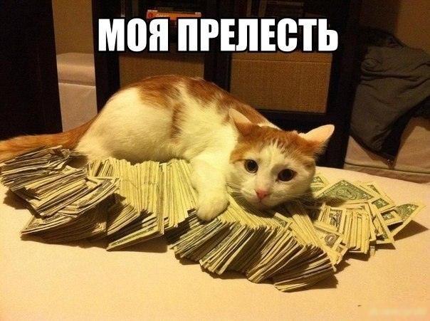 Коты и Кошки