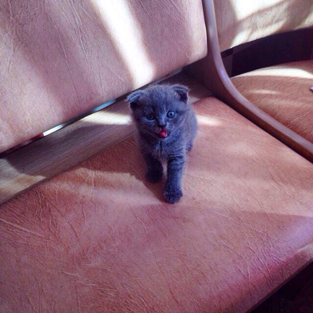 Коты и Кошки