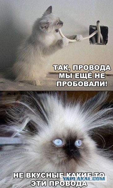 Близкий контакт кота с электричеством