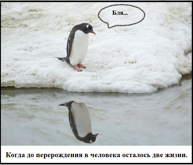 КОКОС 2.1. Внеконкурс