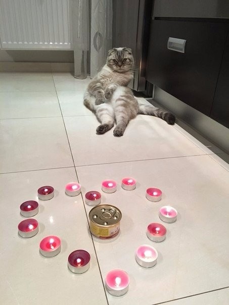 Коты и Кошки