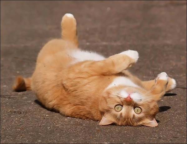 Прикольные коты на среду! ОЧЕНЬ МНОГО! Часть 2