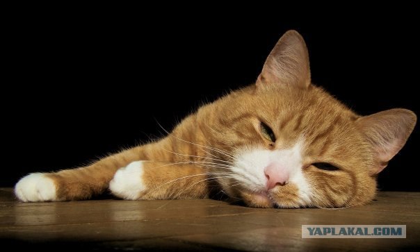 УРРААА ! Котовторник на ЯПлакалъ !