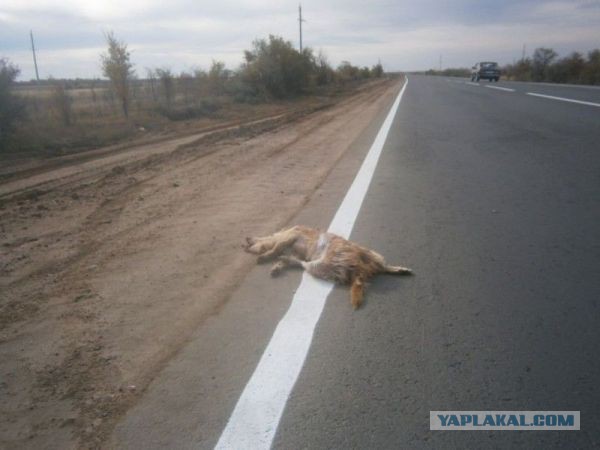 Перевела, называется, через дорогу...