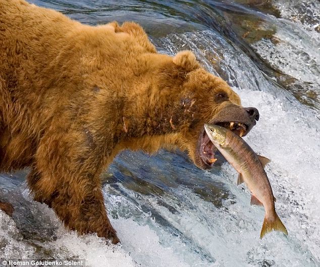 Как мать-медведица учит своих детей ловить рыбу