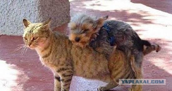 Это у котов-то эмоций не бывает?!