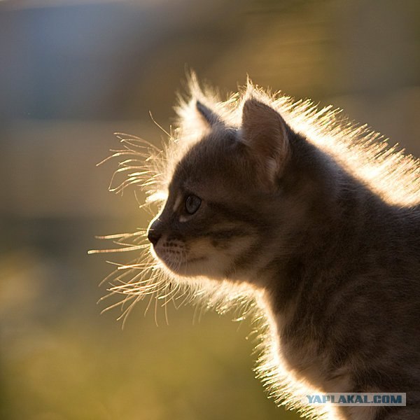 Начинаем котовторник!