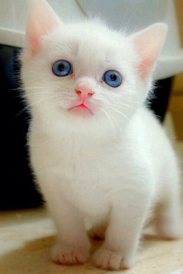 Забавные фото котеек