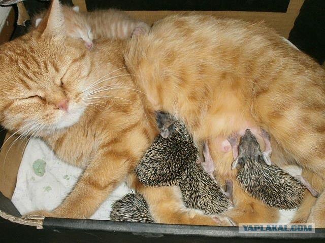 Котоёжики