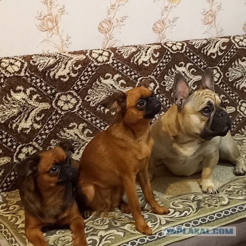 Собакочетверг...