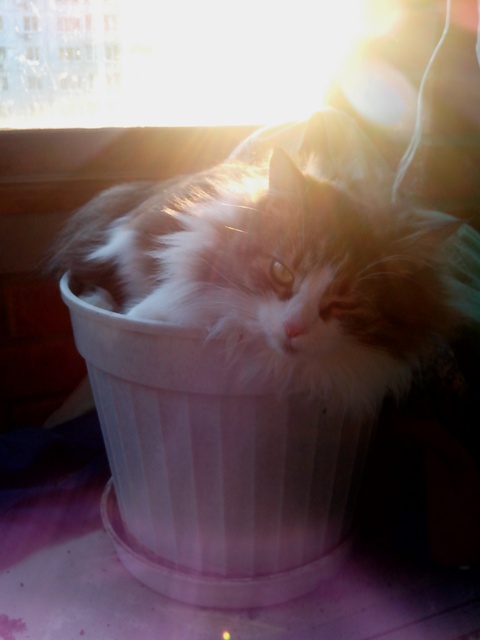 Котовторник 16.04.2013