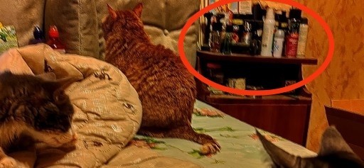 У нас котовторник случился!