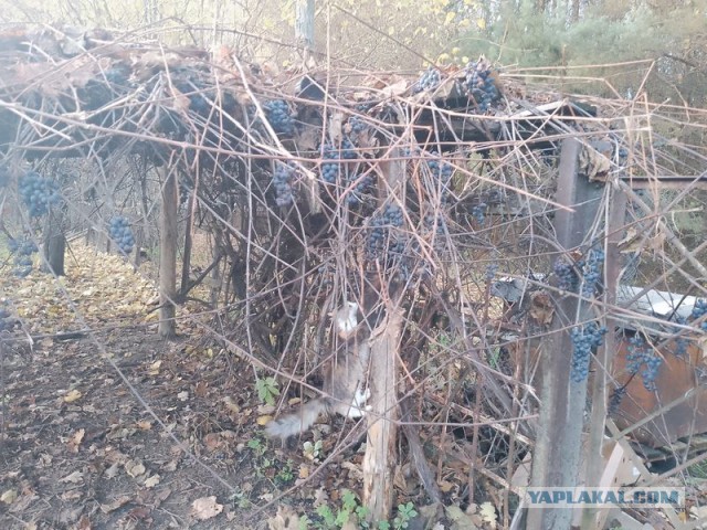 Жизнь домашнего приюта для котеек 562