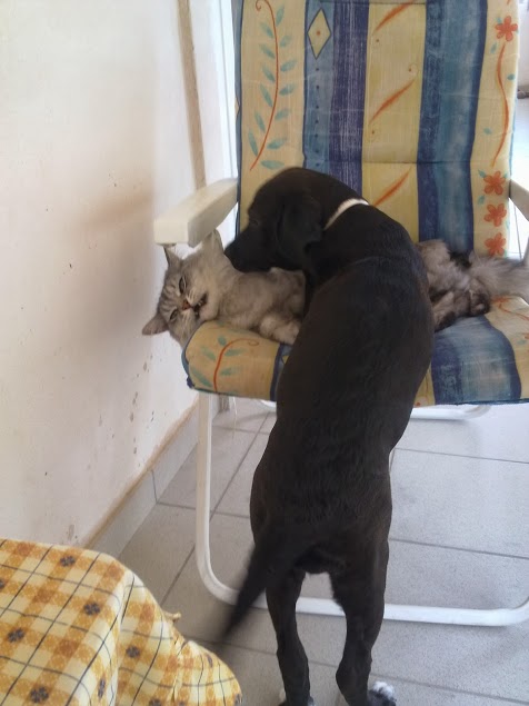 Котовторник 29.10.2013