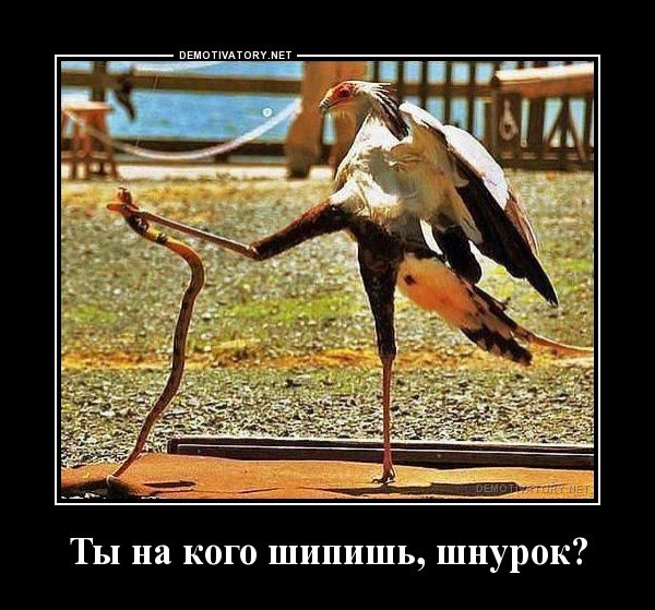 Демотиваторы на среду
