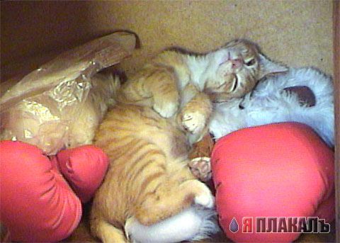 Кошки и Собаки - большая подборка
