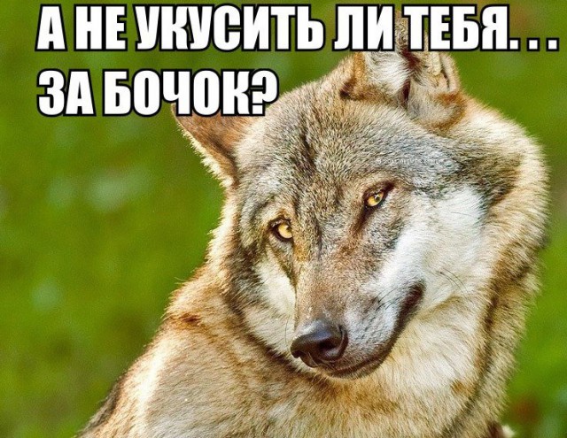 Прикольные животные