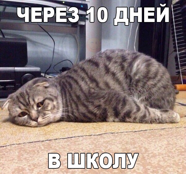 Весёлые картинки