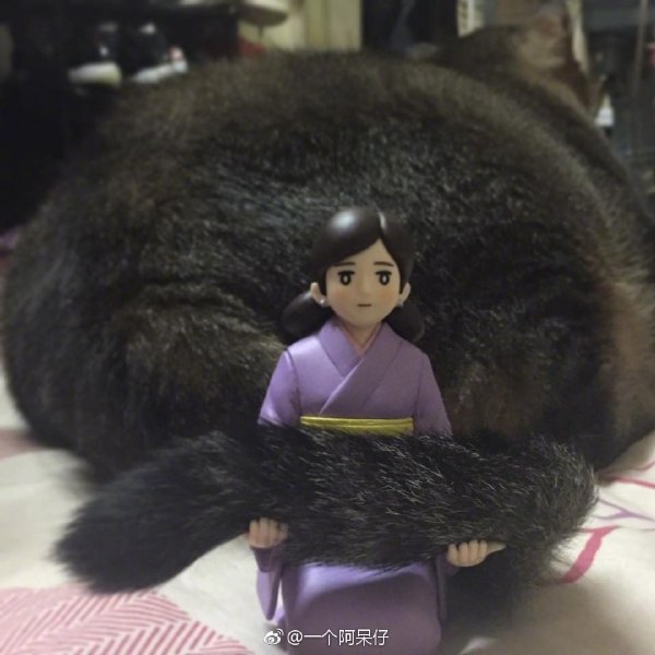 Коты и Кошки