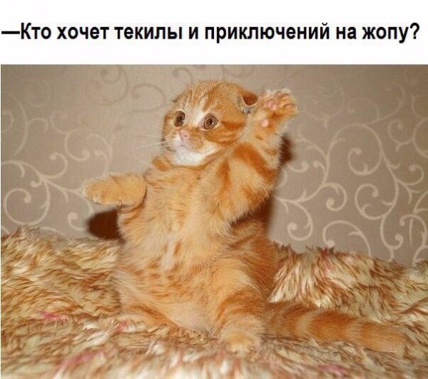 Субботняя деградация