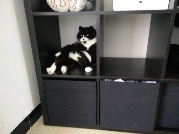 Коты и Кошки