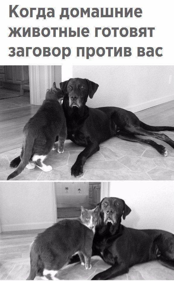 Кипит наш разум возмущенный..