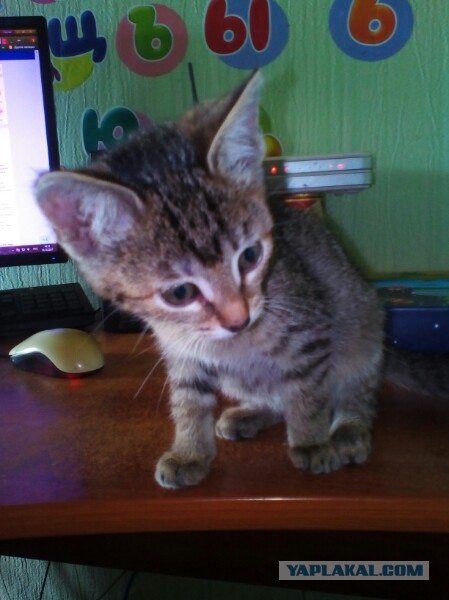 Котовторник  10.10.2017
