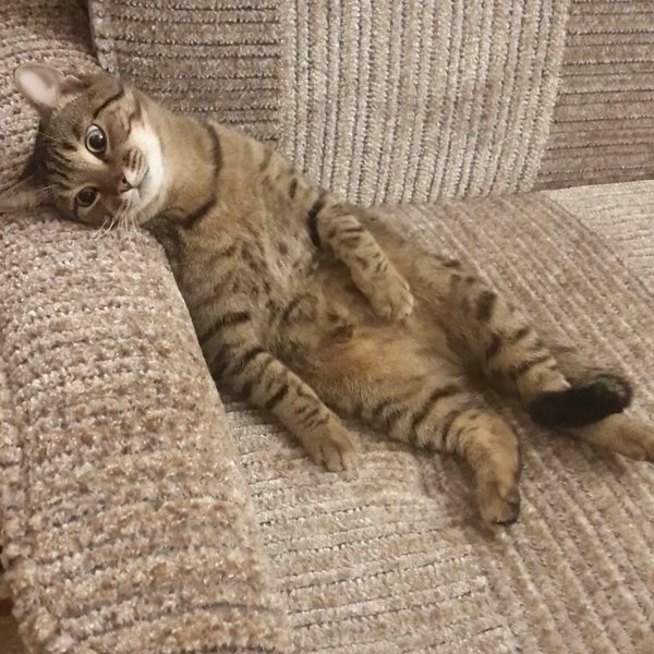 Кошачья морда