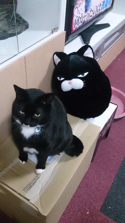 Фотобомбы котов