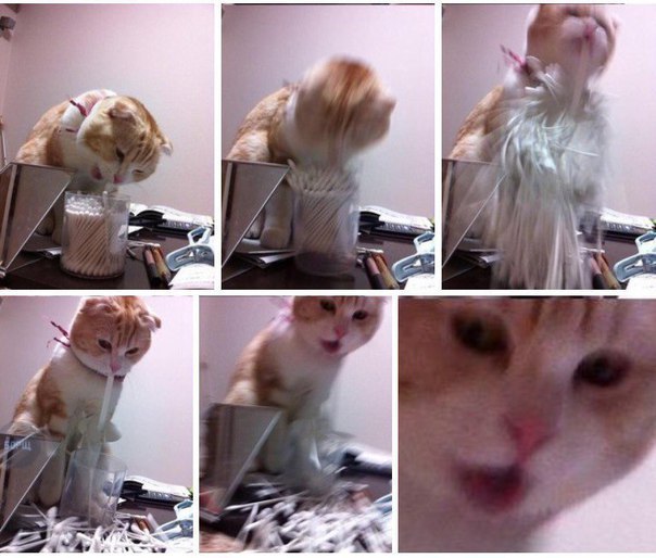 Кот без прикрас