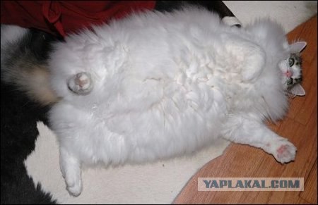 Вторничный котометъ на ЯПлакалъ