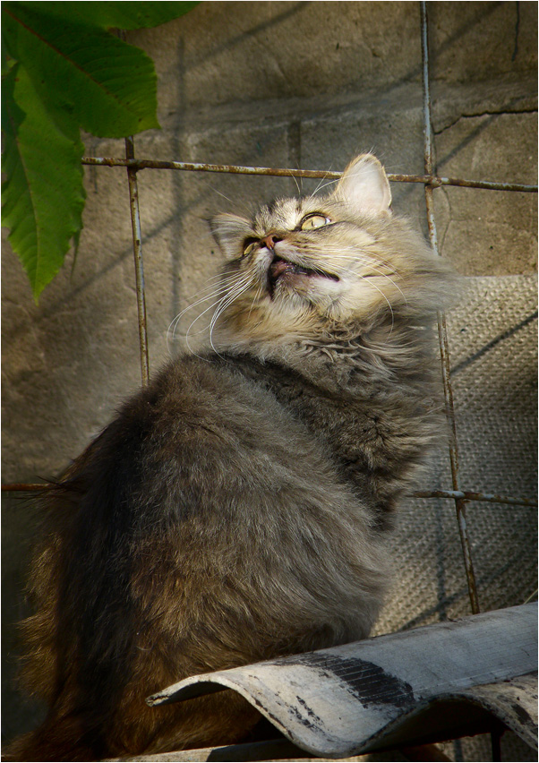 Котовторник: Кошки гаваны и другие!