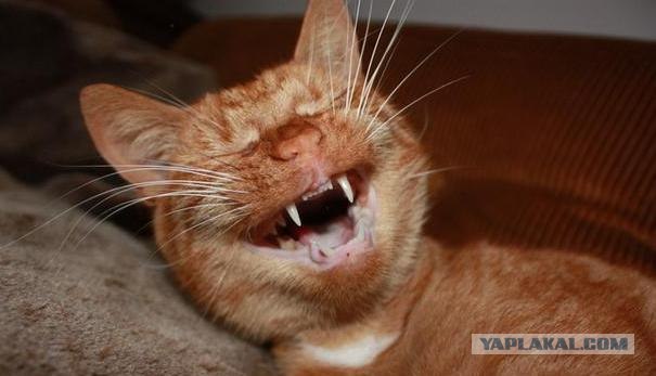 Котовторник объявляется открытым!