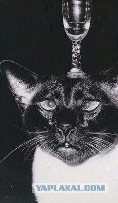 Супер-котофото на котовторник