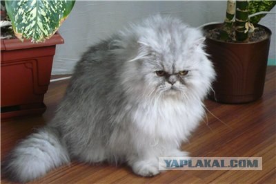 Коты до и после