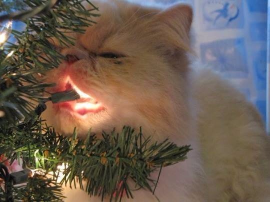Немного милоты