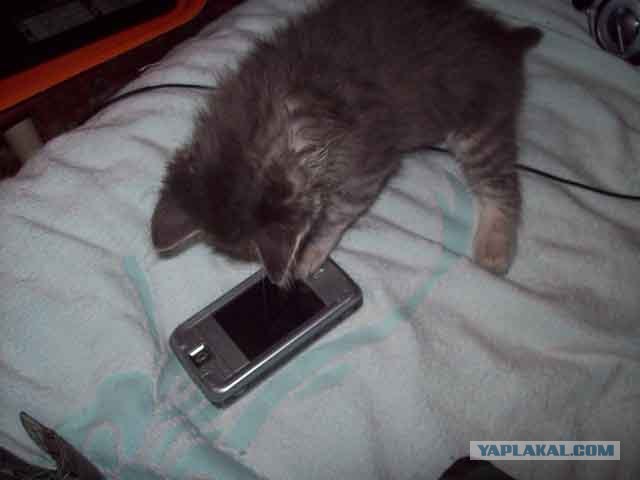 Котовторник (07.02.2012)