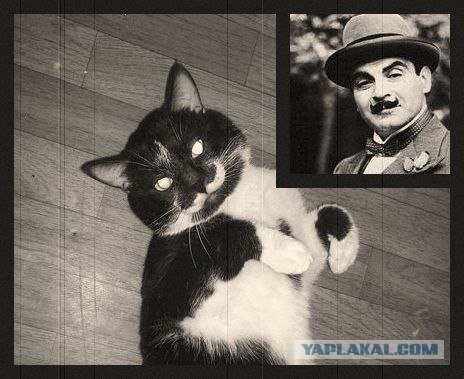 Котовторник  14.08.2012.