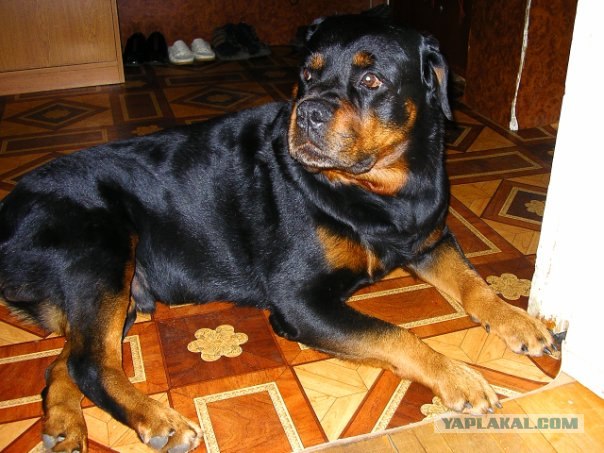 Собакочетверг!