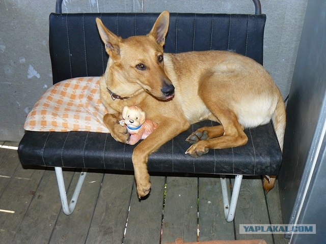 Социалка для приюта