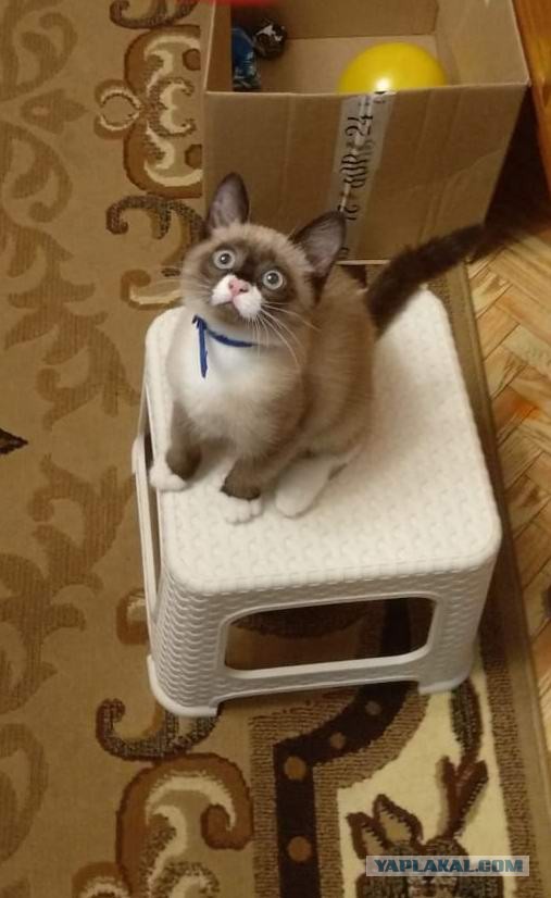 ЯП в кошках