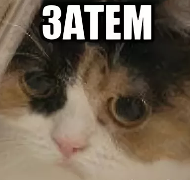 Вставай, хозяйка, кушац пора!