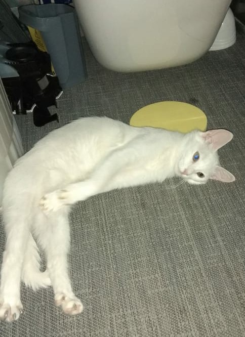 Я держался до последнего... но согласился на котенка
