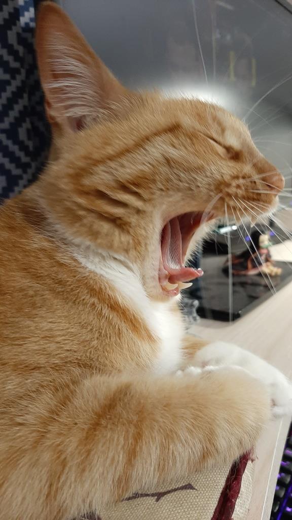 "Удоли!" Дурацкие фото котеек, которые они просили не показывать